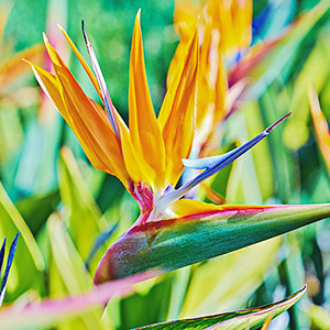 madeira-prime-tours-madeira-island-02