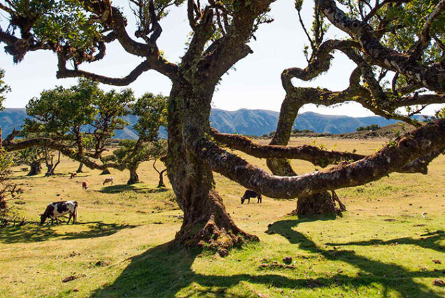madeira-prime-tours-west-tour-fanal-madeira-island-01